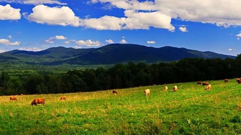Brown cows in a field with woods and mountains in the background