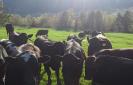 Black cows in a field looking toward the camera