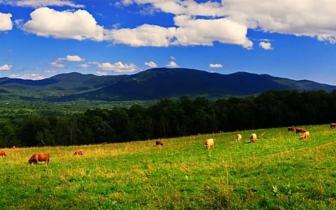 Brown cows in a field with woods and mountains in the background